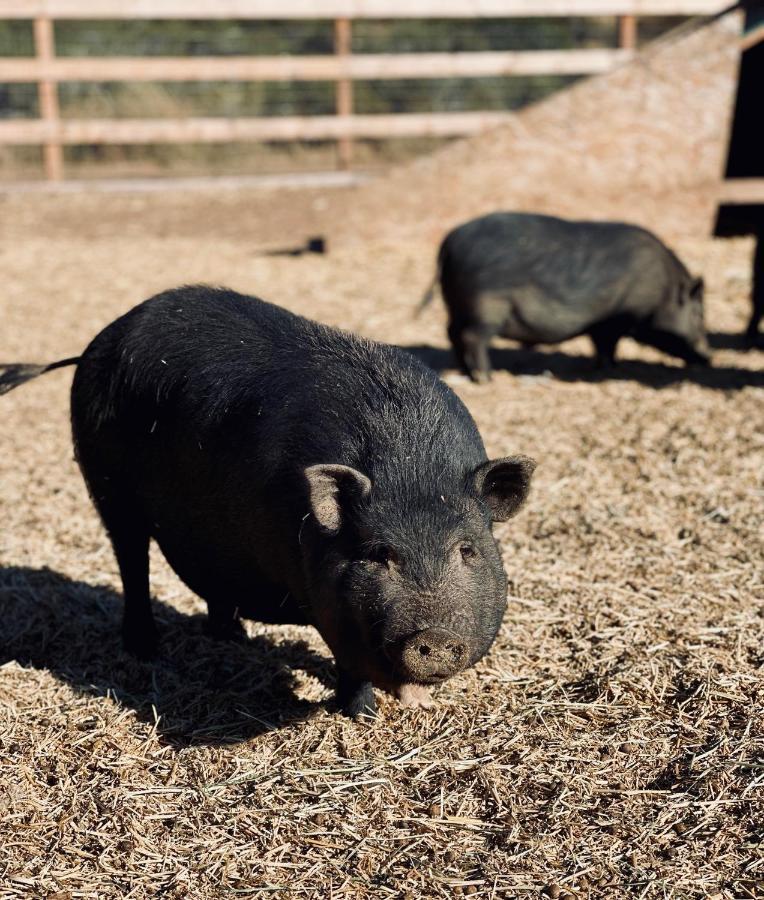 Rustic Farm Stay Temecula Esterno foto